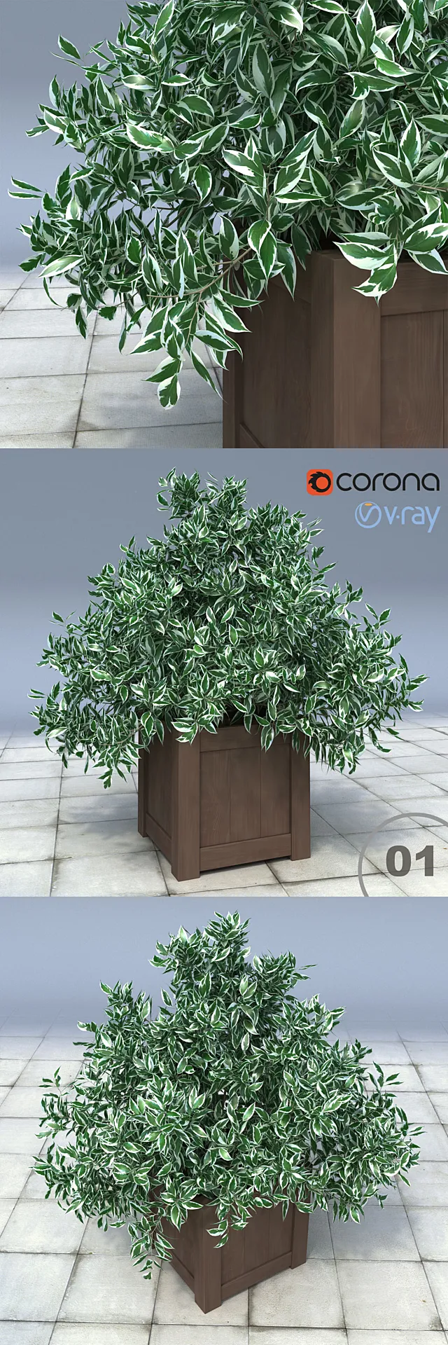 01 Euonymus bush in the tub _ Euonymus Silver Queen 3D Model