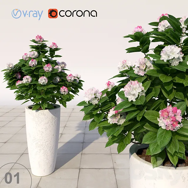 01 Rhododendron blossoming _ Rhododendron 3DModel