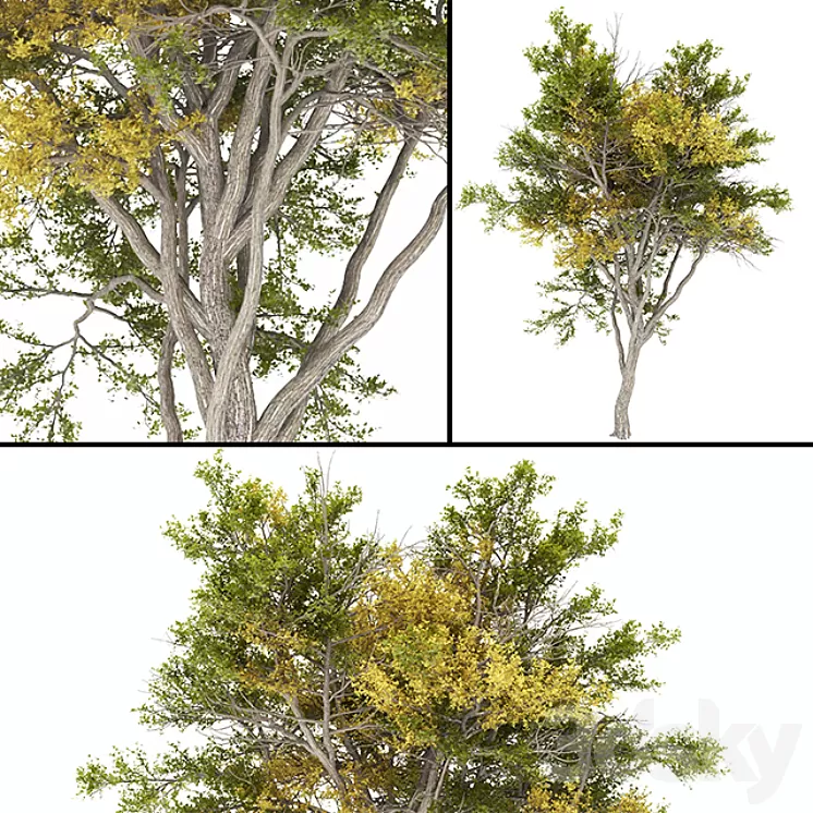 02 Tree autumn 3D Model