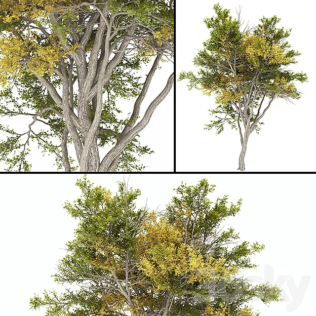 02 Tree autumn 3DModel