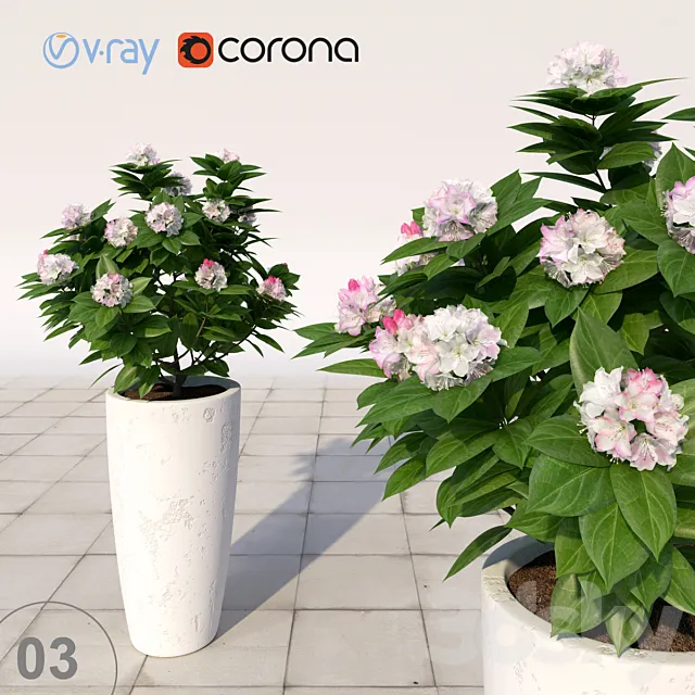 03 Rhododendron blossoming _ Rhododendron 3D Model