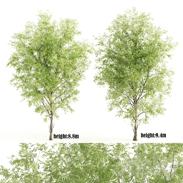 2 ashes tree 3D Model