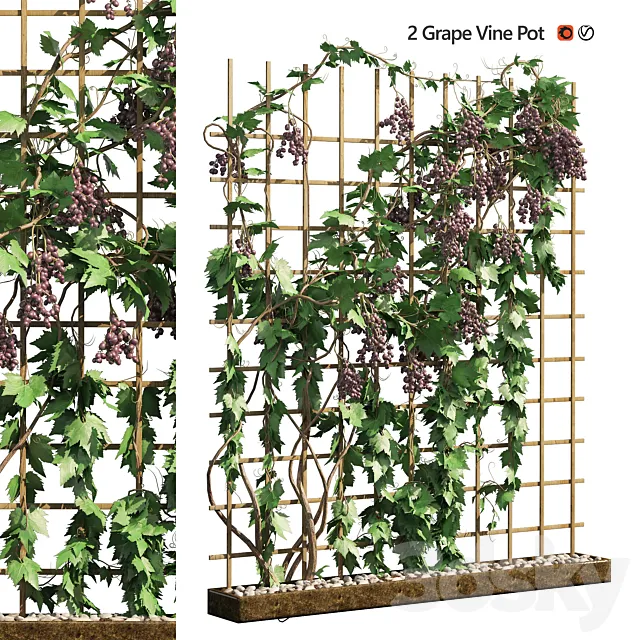 2 Grapevine low and med poly 3D Model