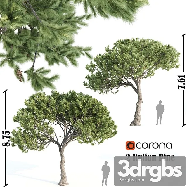 2 Italian Pine Corona 3D Model Free