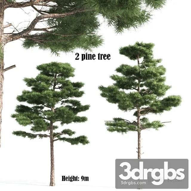 2 Pine Vray 3D Model Download