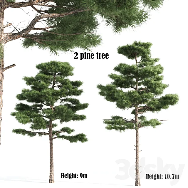 2 pine vray Free Download