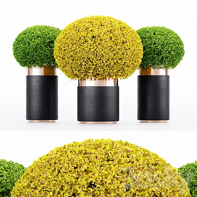 3 Coleus Painted Nettle seeds - Plectranthus scutellarioides 3D Model