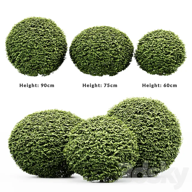 3 Dwarf Yaupon Holly - Spherical Plant 3D Model