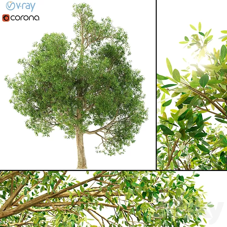 3D model of a tree No. 1 3D Model