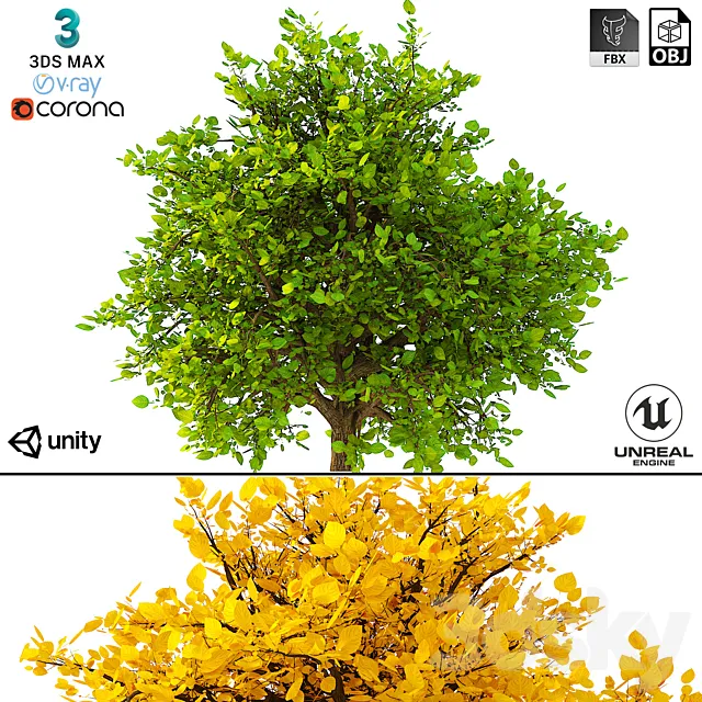 3D Model of the Bush No. 2 3D Model