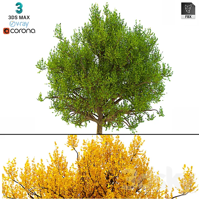 3D Model of the Bush No. 3 (3 seasons) 3D Model