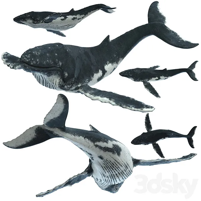 3D Vehicle - Humpback_whale