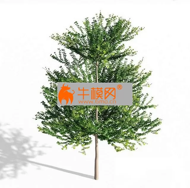 PRO MODELS – Terminalia mantaly 1