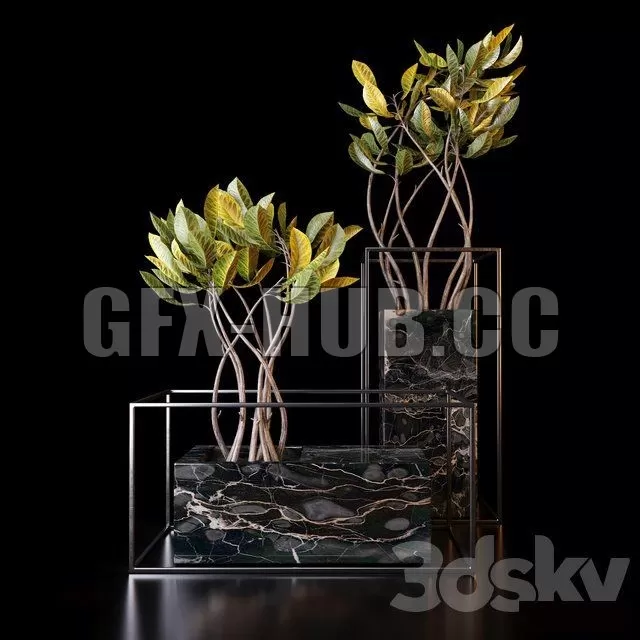 TREE – Croton trees