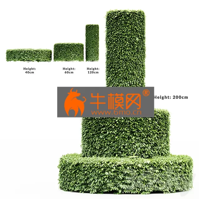 TREE – Dwarf Yaupon Holly-Cylinder tree collection