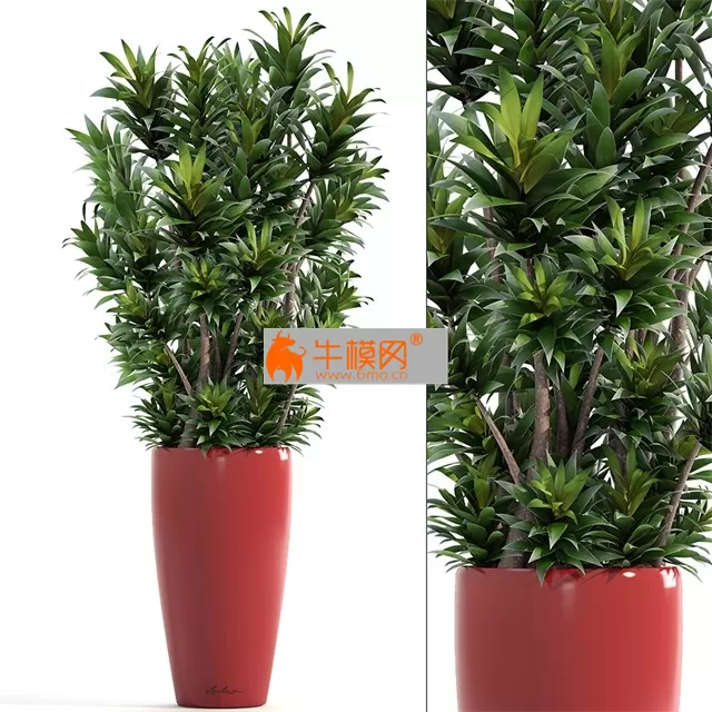Dracaena 5 – 1629