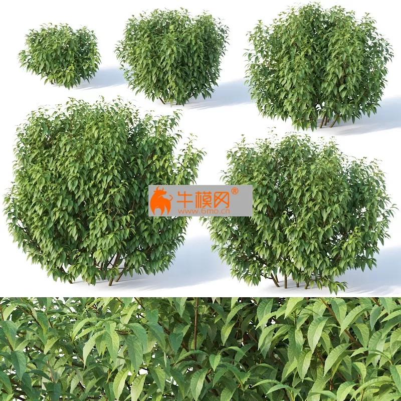 Forsythia 8 Summer 5 sizes – 1809