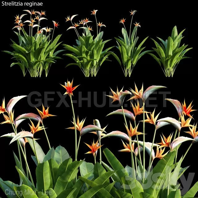 Strelitzia reginae 01 – 2941
