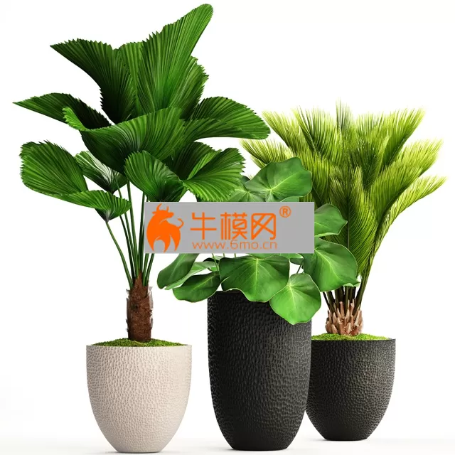 Collection of plants 116 – 5677