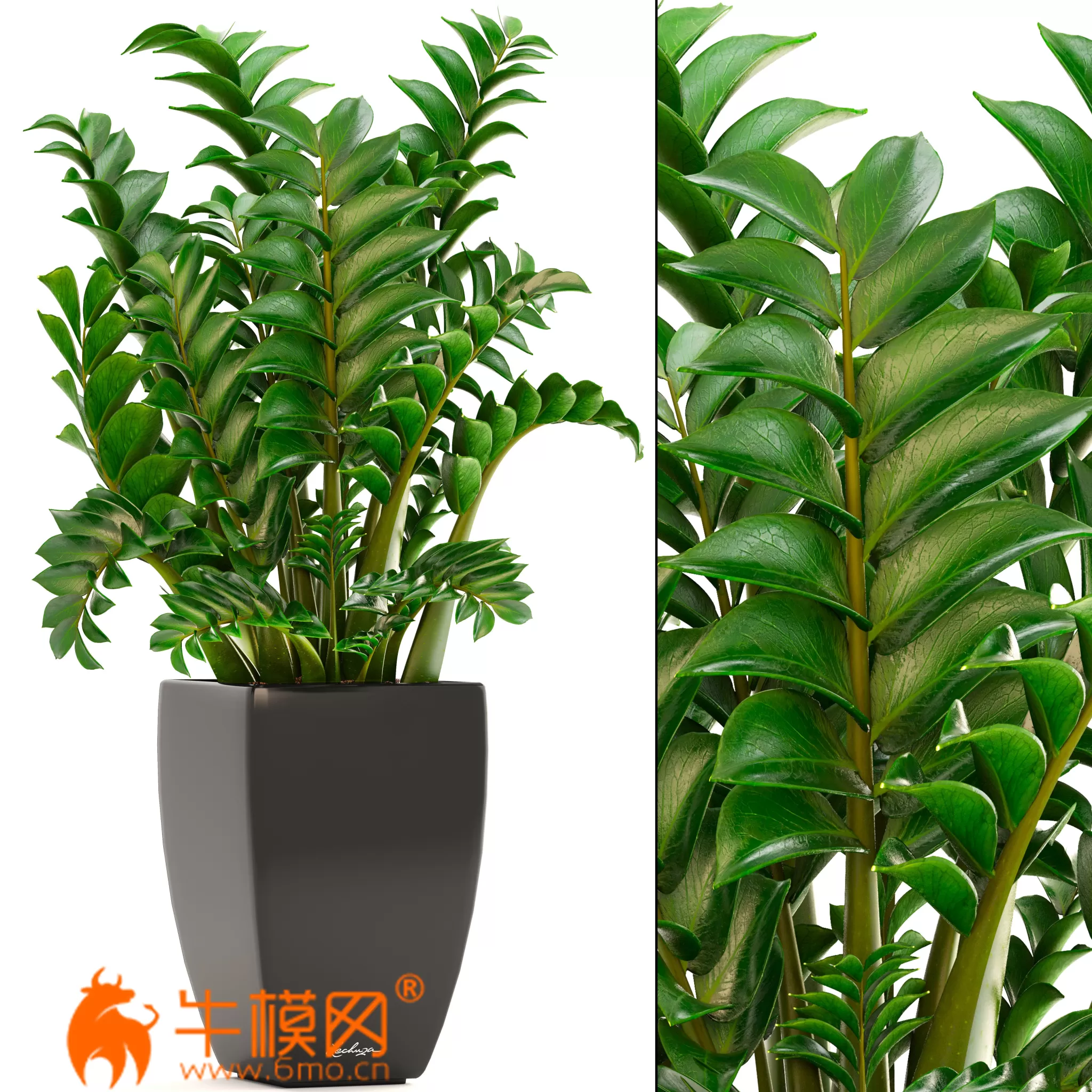 Dracaena tree (max, fbx) – 6530