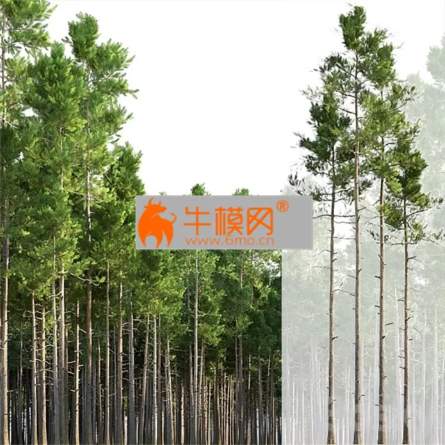 Pine trees – 6549
