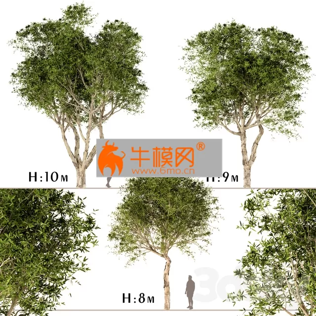 Set of Broad Leaved Paperbark Trees – 6554