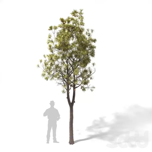3D MODELS FREE DOWNLOAD 