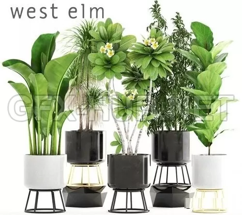Plants Collection 96 – 222641