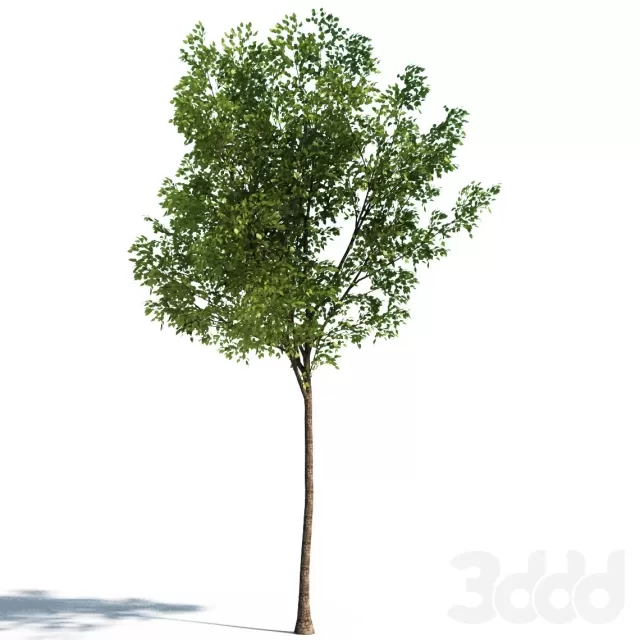 3DSKY FREE – FREE 3DS MAX MODELS