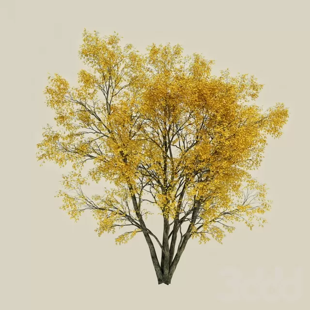 tree – 227409