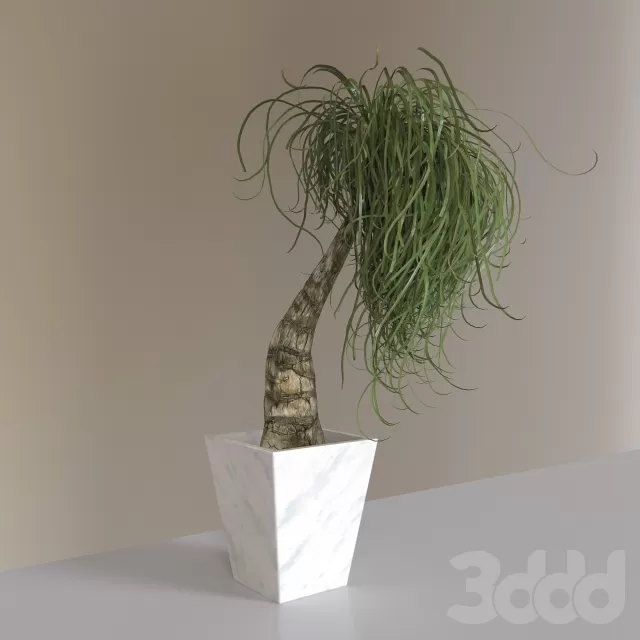 Растение – PonytailPalm – 237579