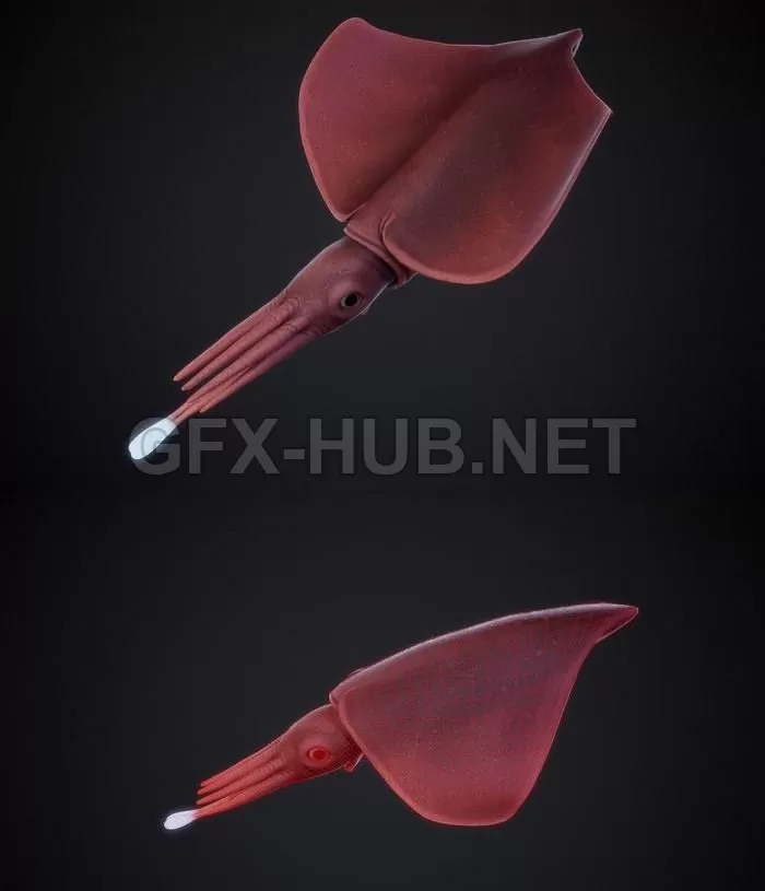 PBR Game 3D Model – Dana Squid