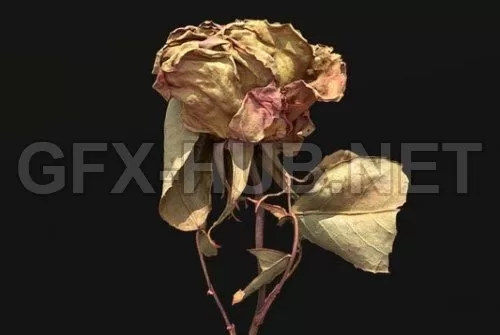 3D MODELS FREE DOWNLOAD 