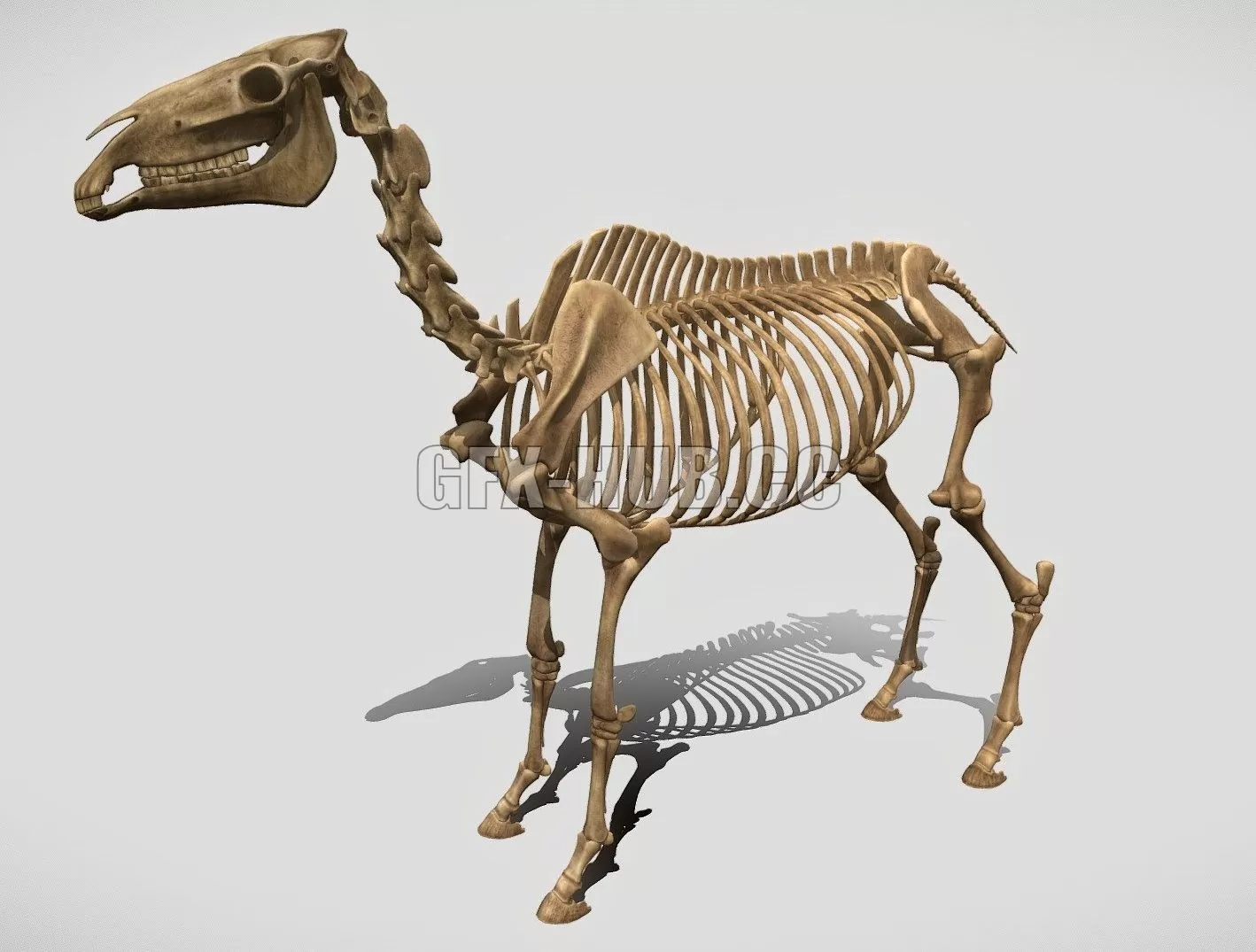 3D MODELS FREE DOWNLOAD 