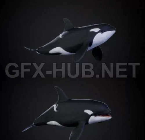 PBR Game 3D Model – Orca