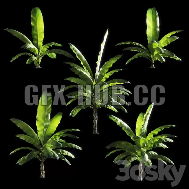 FURNITURE 3D MODELS – Banana Palm Tree Set of 5 Models