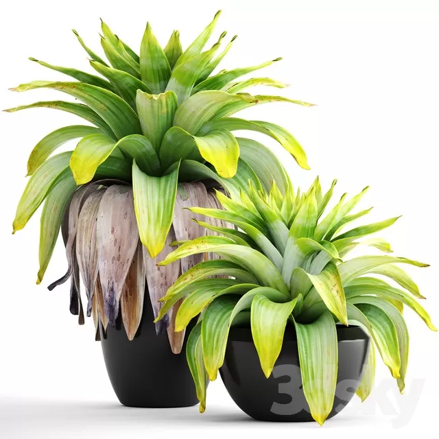 3DSKY PRO MODEL - PLANT 3D MODEL 