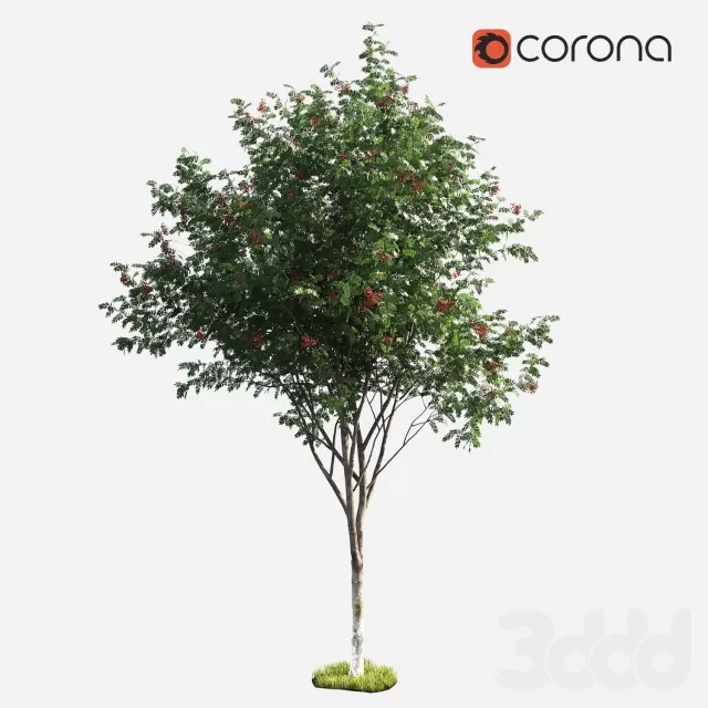 3DSKY PRO MODEL - PLANT 3D MODELS