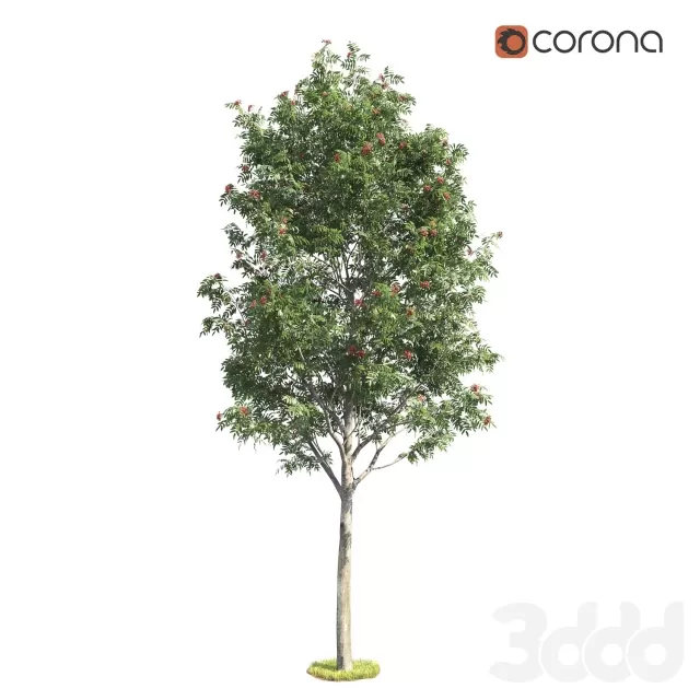 3DSKY PRO MODEL - PLANT 3D MODELS