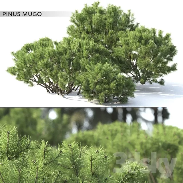 3DSKY PRO MODEL - PLANT 3D MODEL 