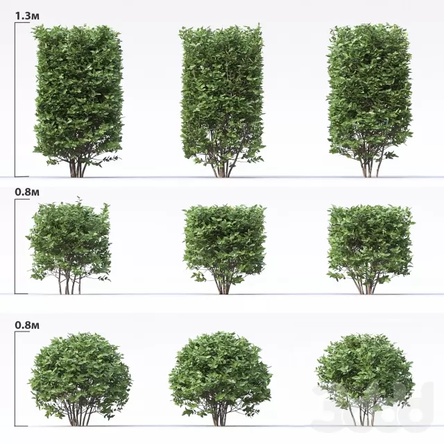 PLANT 3D MODELS – FLOWER 3D MODELS – 020
