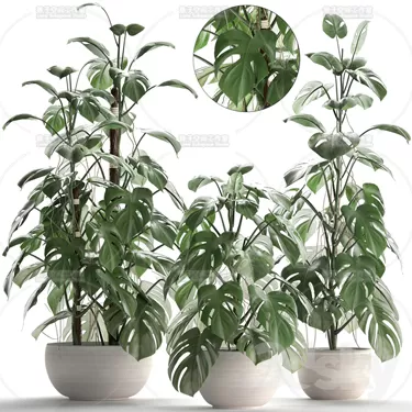 PLANT 3D MODELS – FLOWER 3D MODELS – 240