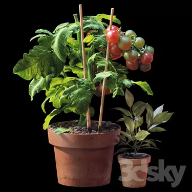 3DSKY PRO MODEL - PLANT 3D MODELS