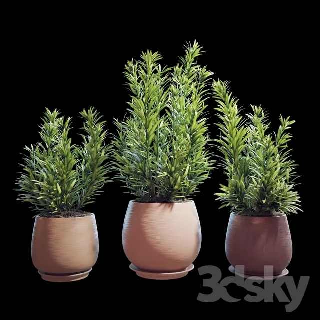 3DSKY PRO MODEL - PLANT 3D MODELS
