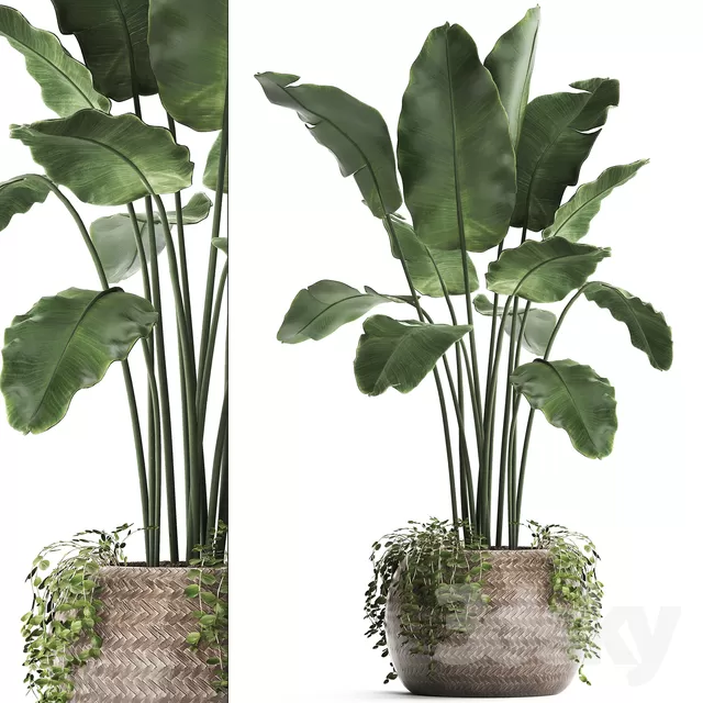 3DSKY PRO MODEL - PLANT 3D MODELS