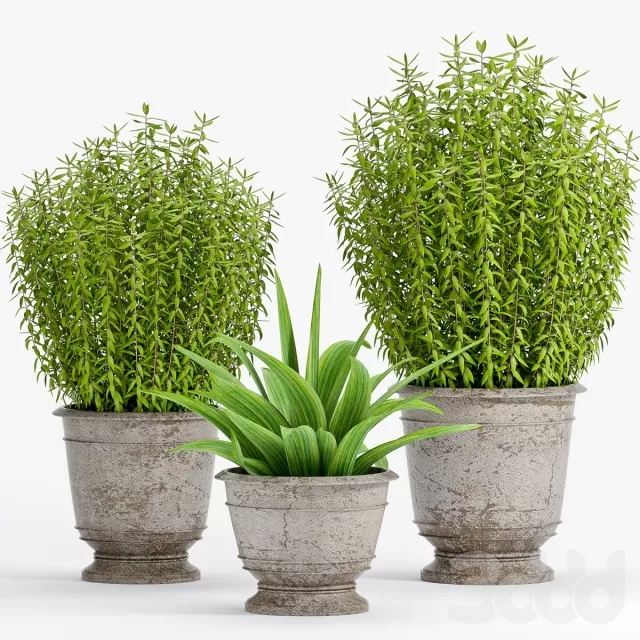 3DSKY PRO MODEL - PLANT 3D MODELS