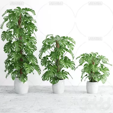 3DSKY PRO MODEL - PLANT 3D MODELS