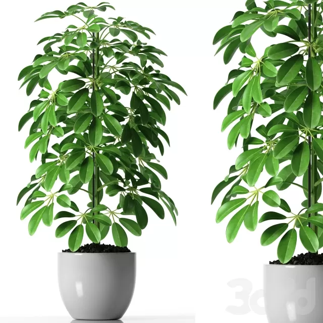 3DSKY PRO MODEL - PLANT 3D MODELS