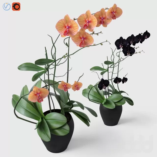 3DSKY PRO MODEL - PLANT 3D MODELS