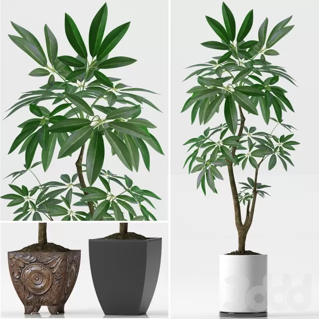 3DSKY PRO MODEL - PLANT 3D MODELS